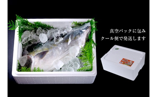 すだち鰤 半身 約1.5kg 徳島県産 ぶり ブリ ブランド鰤 鳴門 刺身 魚 真空パック すだちブリ ぶり 魚 鰤 ブリ
