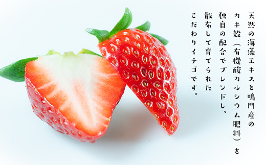 うずしおベリー カタラーナ 贅沢6箱セット(計24個) いちごスイーツ 苺 フルーツガーデンやまがた スイーツ お菓子 ギフト 敬老の日 お歳暮 冷凍 洋菓子 いちご