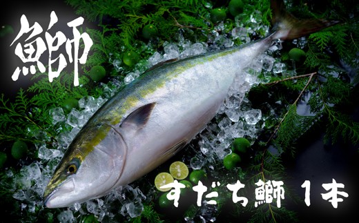 すだち鰤 一本 約5.0kg 徳島県産 ぶり ブリ ブランド鰤 鳴門 刺身 魚 真空パック すだちブリ ぶり 魚 鰤 ブリ