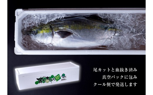 【期間限定・申込は12月12日まで】すだち鰤 一本 約5.0kg 徳島県産 ぶり ブリ ブランド鰤 鳴門 刺身 魚 真空パック すだちブリ ぶり 魚 鰤 ブリ