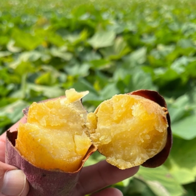 çæãã€ãŸãã ã¿ãŒã€ (ã»ãã»ãç³») 3.0kg ïœ ãªããšéæ 鳎ééæ çã ãã¯ã㯠åœç£ çæ ç£å°çŽé ã¹ã€ãŒã çŒããã ã¹ã€ãŒãããã ãã〠倩ã·ã å¹²ãè ã®ãã ãåç£ ãã¿ãã