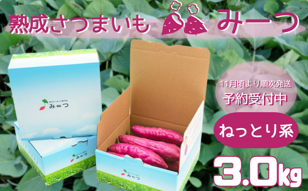 熟成さつまいも みーつ (ねっとり系) 3.0kg 【 予約受付中・2024年11月頃より順次発送 】 ｜ 紅はるか べにはるか 甘い ねっとり 熟成 国産 産地直送 スイーツ おやつ 焼き芋 焼芋 焼きいも スイートポテト 天ぷら 干し芋 ギフト お土産 おみやげ