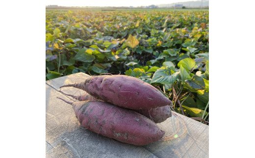 熟成さつまいも みーつ (ねっとり系) 3.0kg ｜ 紅はるか べにはるか 甘い ねっとり 熟成 国産 産地直送 スイーツ おやつ 焼き芋 焼芋 焼きいも スイートポテト 天ぷら 干し芋 ギフト お土産 おみやげ