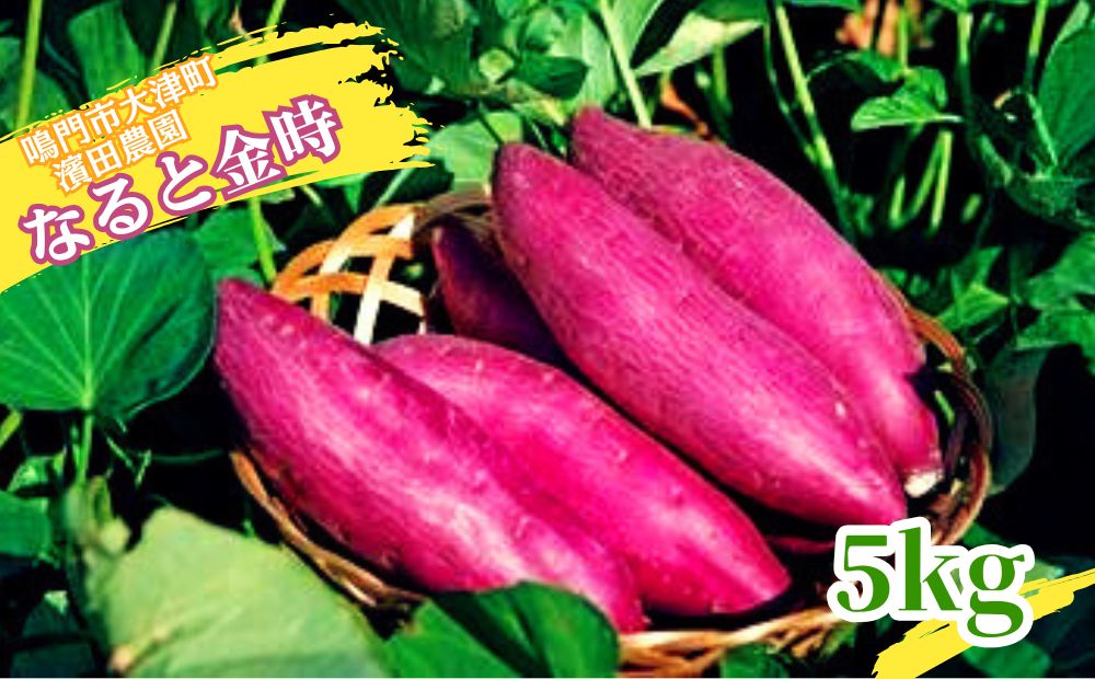 【予約受付中・2026年1月中旬頃より順次発送】【濱田農園】 なると金時 訳あり サイズ混合5kg  |  さつまいも サツマイモ ご飯 天ぷら なると金時 ホクホク