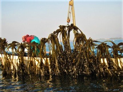 【徳島県認証】鳴門産塩蔵わかめ 170g×8袋