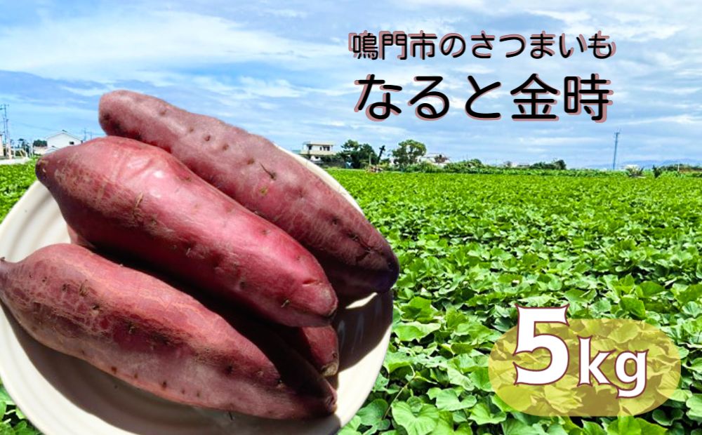 本場・徳島県鳴門市産「 なると金時 」約5kg【数量限定】 鳴門金時 ほくほく 甘い 熟成 国産 産地直送 スイーツ おやつ 天ぷら 干し芋 ギフト