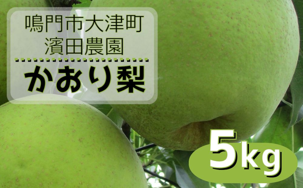【予約受付中】【9月上旬～中旬より順次発送】【濱田農園】 かおり梨 約5kg 【数量限定】