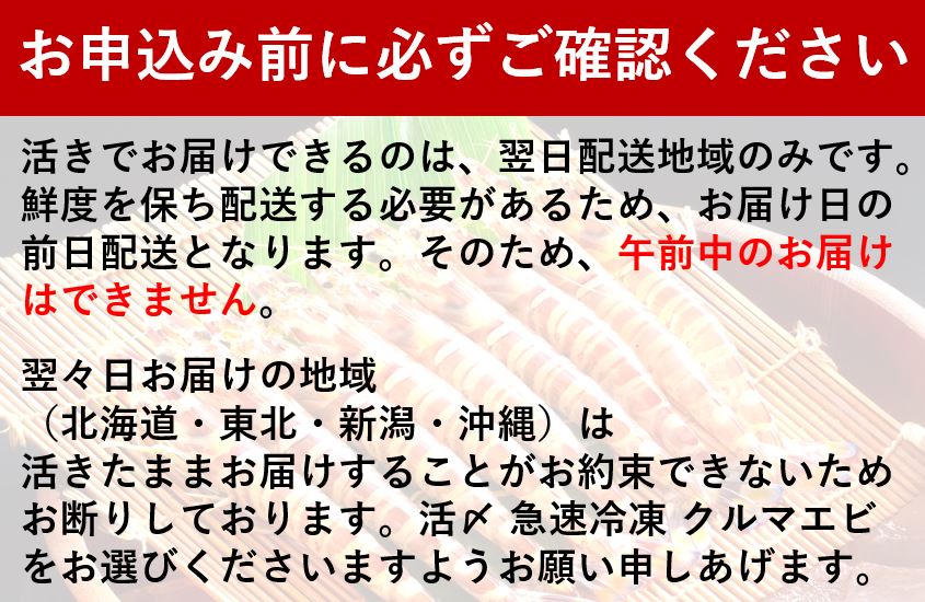 活クルマエビ 500g　【活き発送】　※説明文をご確認ください