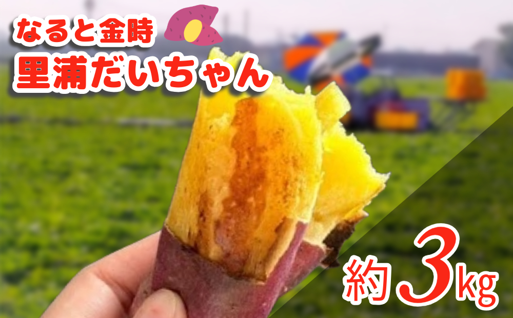 鳴門産 さつまいも 『 里浦だいちゃん 』 3kg | なると金時 甘い ホクホク スイーツ 焼き芋 干し芋 天ぷら サラダ けんぴ きんつば