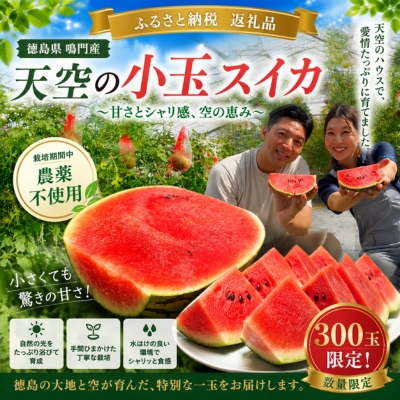 【予約受付中・7月下旬以降順次発送】 天空のスイカ 【数量限定】 すいか 西瓜 小玉スイカ 栽培期間中農薬不使用　鳴門　 甘い 小玉 果物  フルーツ ギフト 人気商品  敬老の日 　スイカ