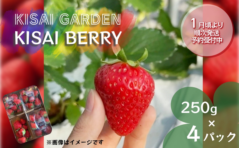 【2026年1月頃より順次発送】KISAI BERRY 250g×4パック 【数量限定】 | 栽培期間中農薬不使用 苺 いちご イチゴ 徳島 鳴門 果物 フルーツ スムージー ジャム