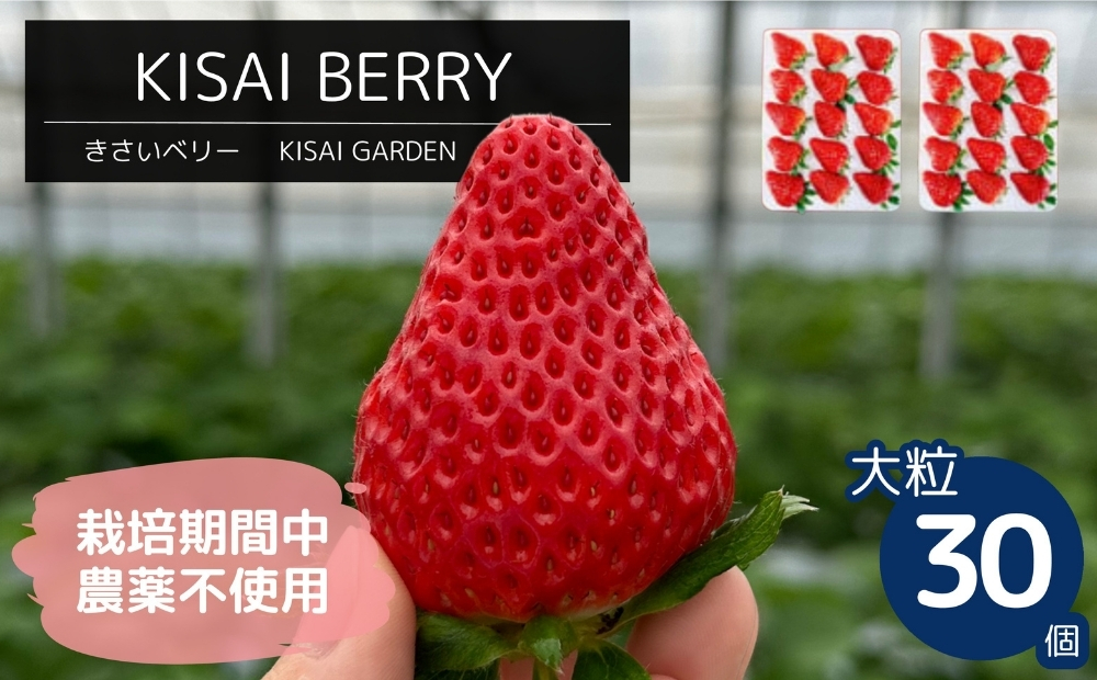【2026年1月頃より順次発送】KISAI BERRY 大粒 30個 【数量限定】 | 栽培期間中農薬不使用 苺 いちご イチゴ 徳島 鳴門 果物 フルーツ スムージー ジャム