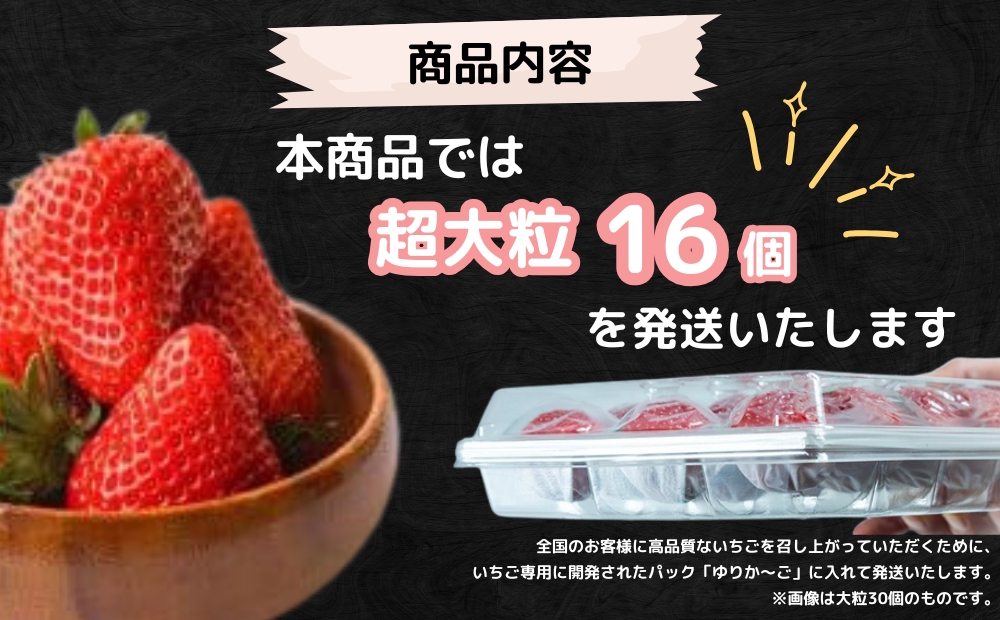 【2025年1月中旬頃より順次発送】KISAI GARDEN うずしおベリー 超大粒 16個 【数量限定】 | 栽培期間中農薬不使用 苺 いちご イチゴ 徳島 鳴門 果物 フルーツ スムージー ジャム