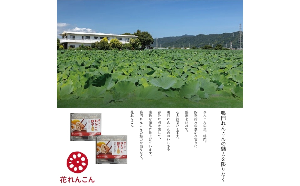 豪華鳴門餃子セット　　鳴門　らっきょう　れんこん　鳴門らっきょ　セット　蓮根　惣菜　冷凍　餃子