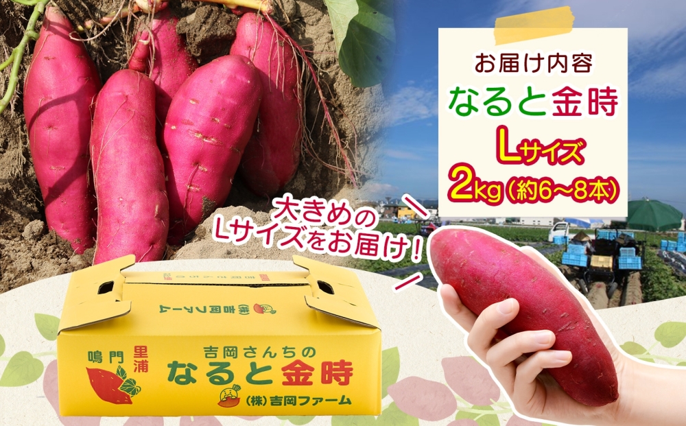 「吉岡さんちのなると金時」 Lサイズ 2kg