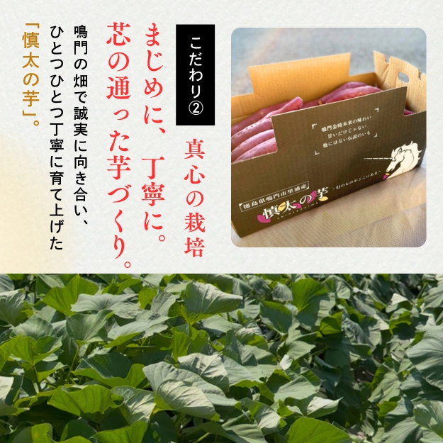 鳴門市里浦産　慎太の芋 5kg　鳴門　ほくほく　ねっとり　天ぷら　焼き芋　スイーツ　さつまいも