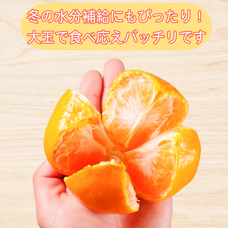 【2026年12月発送】みかん 大玉 温州みかん 5kg L~4Lサイズ みかん 蜜柑 ミカン オレンジ フルーツ ふるーつ 果物 くだもの 小松島市