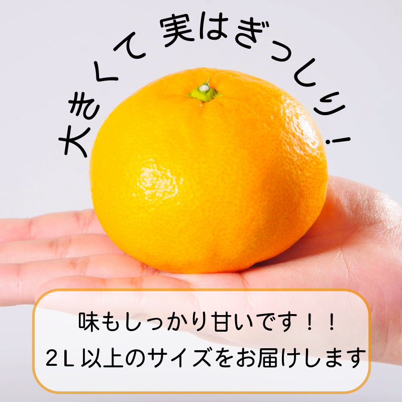 ã¿ãã å€§ç æž©å·ã¿ãã 10kg 2Lä»¥äž ã¿ãã èæ ãã«ã³ ãªã¬ã³ãž ãã«ãŒã ãµããŒã€ æç© ãã ãã® å°æŸå³¶åž