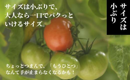 先行予約 定期便 3回 トマト 1kg 珊瑚樹 Sサイズ 糖度 10 甘い トマト フルーツトマト 野菜 やさい 国産 産地直送 旬 新鮮 ソース 調味料 ケチャップ サラダ 美容 健康 お取り寄せ グルメ 贈答 ギフト プレゼント 人気 おすすめ ふるさと納税 冷蔵 送料無料 徳島県 小松島市 有限会社樫山農園 発送：2027年3月上旬～
