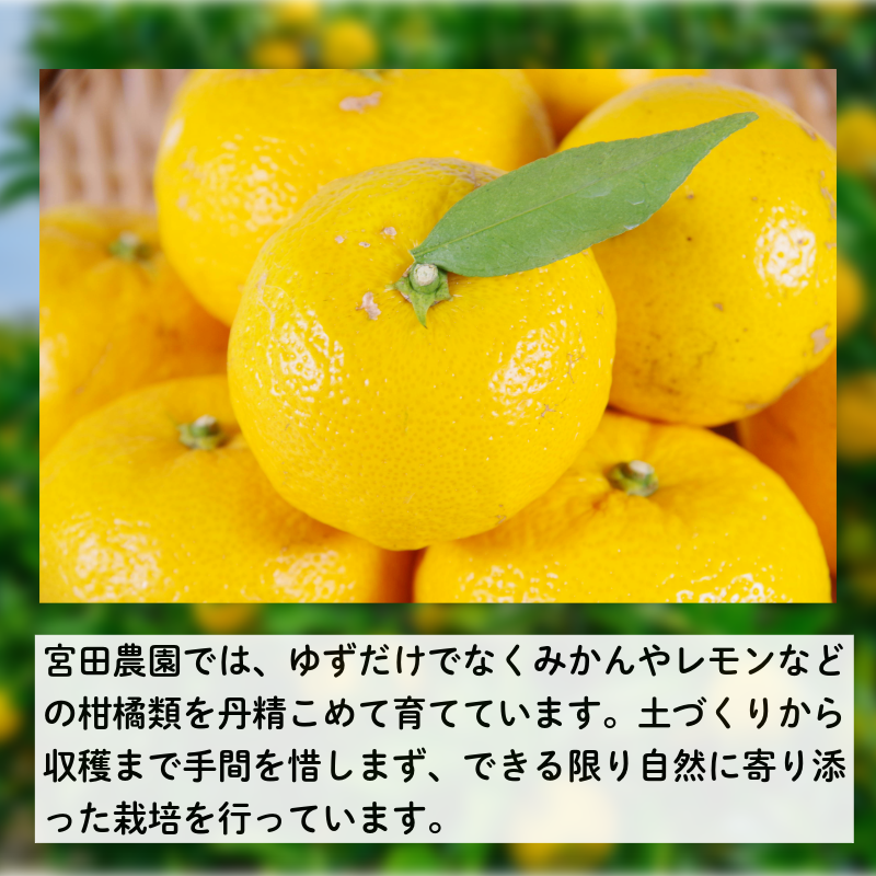 ãèš³ããã ãã 10kg æå ãã ãŠãº ãã«ãŒã æç© ææ© é»è² æç® ææ± ãããããã æåè¡æ€ ã¹ã€ãŒã ãã¶ãŒã ã¢ã¬ã³ãž æå颚å ãã颚å å°æŸå³¶åž