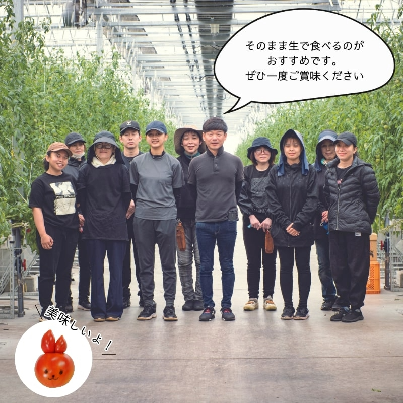 【2026年先行予約】 訳あり 珊瑚樹トマト約1.5kg 2026年5月発送 甘い トマト フルーツトマト 野菜 やさい 国産 産地直送 旬 新鮮 ソース 調味料 ケチャップ サラダ 美容 健康 お取り寄せ グルメ 贈答 ギフト プレゼント 人気 おすすめ ふるさと納税 冷蔵 