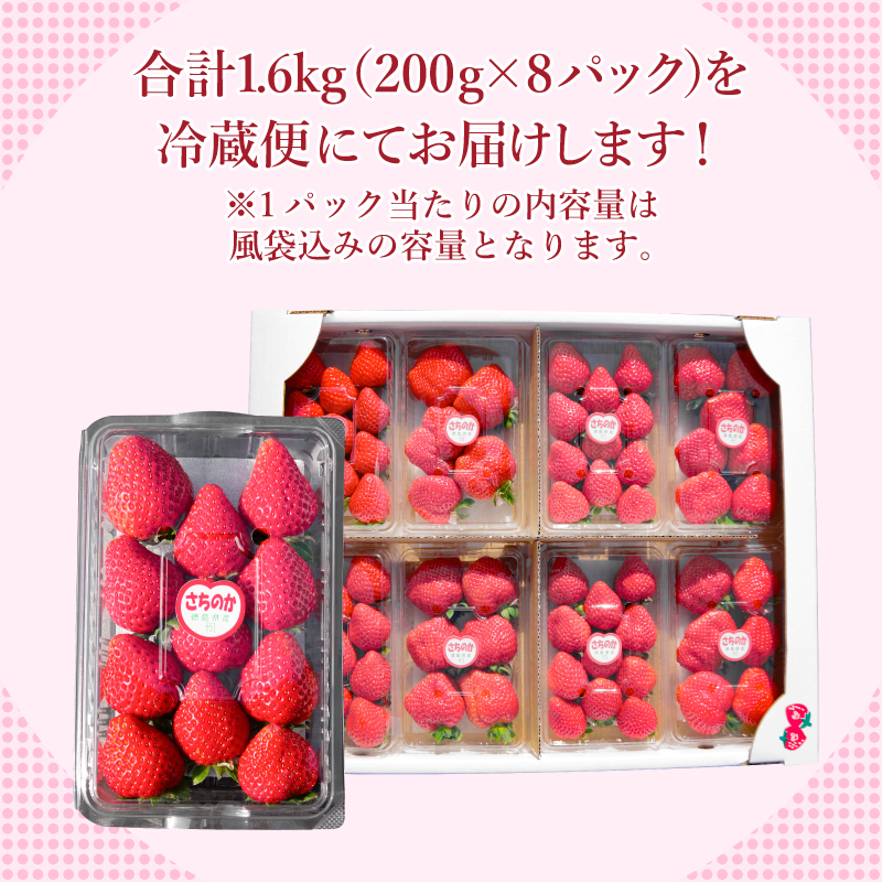 【先行予約】 【2025年1月より順次発送】 いちご 朝摘み 冷蔵 計1.6kg 200g (8パック) 苺 さちのか イチゴ 四国 徳島 小松島 産地直送 期間限定 フレッシュ イチゴ フルーツ 果物 国産 ふるさと人気 限定出荷 いちご 苺 イチゴ ブランド 大粒 苺 旬 産地 直送 フレッシュ イチゴ フルーツ 果物 国産 ベリー 人気苺 ふるさと納税苺 ふるさと苺 おいしい 【送料無料】