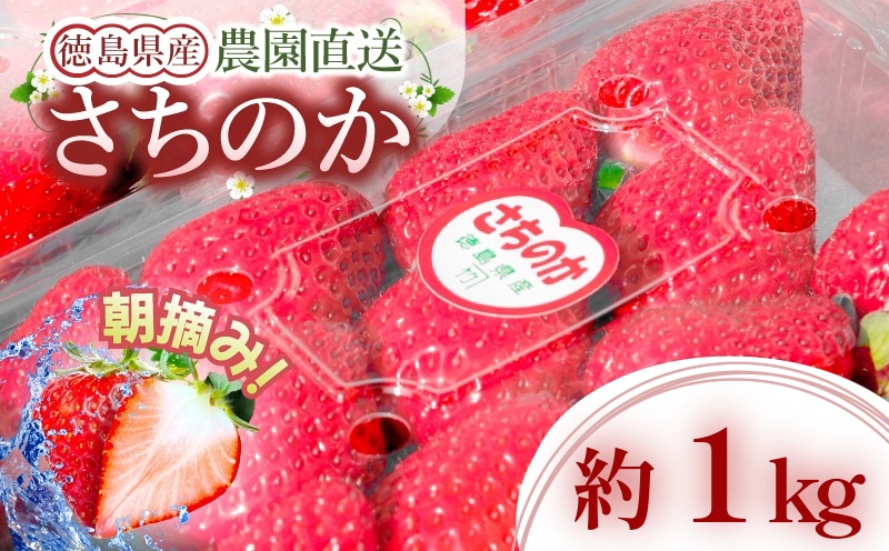 いちご 朝摘み 冷蔵 計1kg 200g (5パック) 苺 さちのか 【先行予約】 【2025年1月より順次発送】 イチゴ 四国 徳島 小松島 産地直送 期間限定 フレッシュ イチゴ フルーツ 果物 国産 ふるさと人気 限定出荷 いちご 苺 イチゴ ブランド 大粒 苺 旬 産地 直送 フレッシュ イチゴ フルーツ 果物 国産 ベリー 人気苺 ふるさと納税苺 ふるさと苺 おいしい 【送料無料】