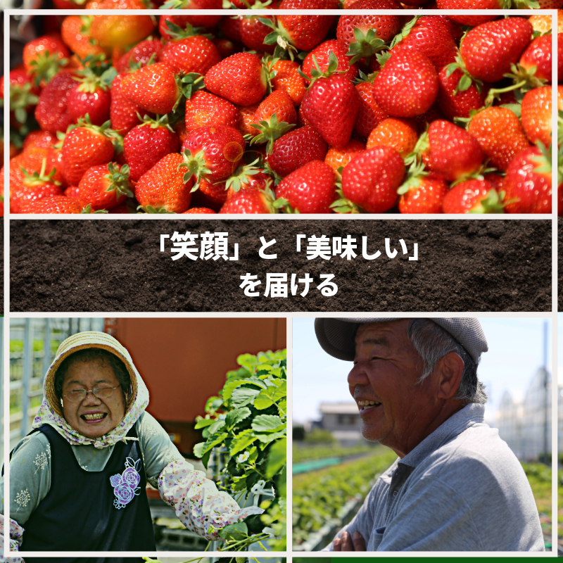 いちご さちのか 約1kg 約200g × 5パック 苺 イチゴ ストロベリー フルーツ 果物 洋菓子 和菓子 スイーツ お菓子 おやつ アイス ケーキ パフェ タルト ゼリー 限定出荷 イチゴ ブランド 大粒 フレッシュ  ベリー 甘い おいしい 朝摘み  送料無料 徳島 小松島 【2026年1月より順次発送】