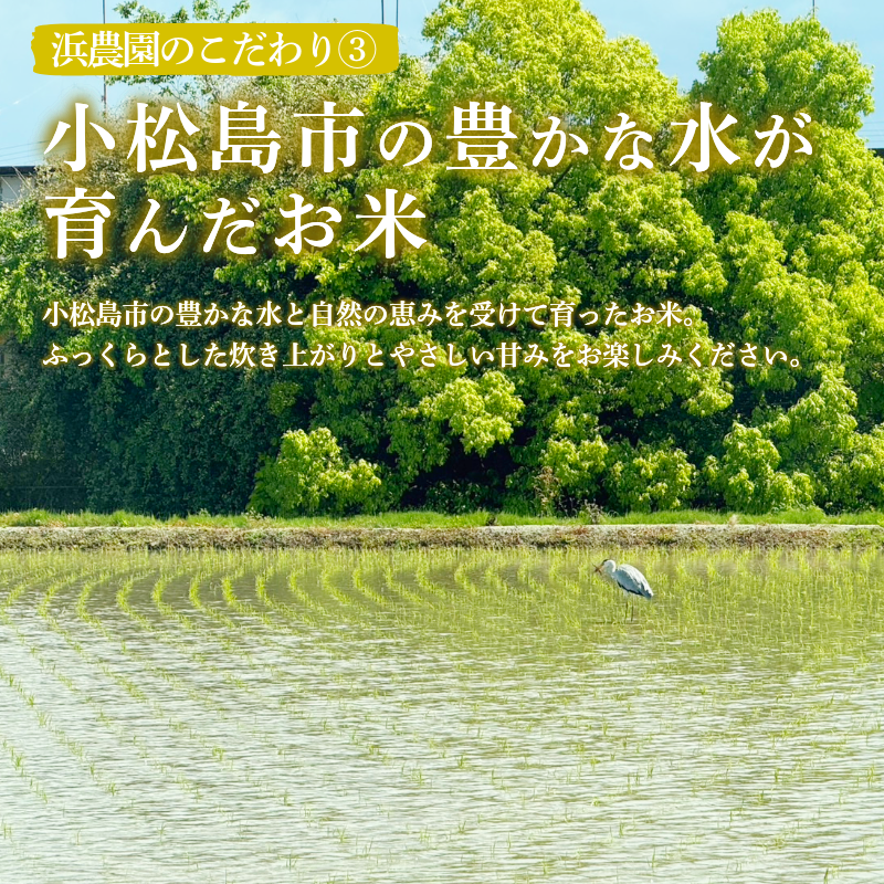 縲2026蟷エ9譛磯谺。逋コ騾√第眠邀ウ 迚ケ蛻・譬ス蝓ケ邀ウ 縺ォ縺倥ョ縺阪i繧√″ 逋ス邀ウ 5kg 蟆乗收蟲カ蟶 縺顔アウ 縺薙a kome 邊セ邀ウ 縺秘」ッ 縺斐ッ繧 貂幄セイ阮ャ 邀ウ 5kg 蟆丞縺