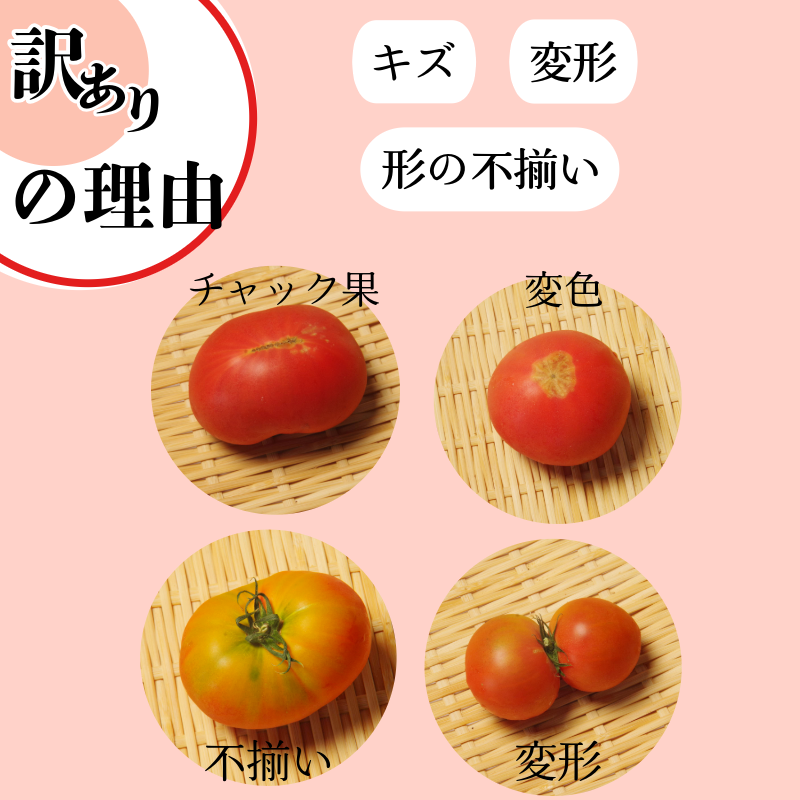 【2026年先行予約】 訳あり 珊瑚樹トマト約1.5kg 2026年5月発送 甘い トマト フルーツトマト 野菜 やさい 国産 産地直送 旬 新鮮 ソース 調味料 ケチャップ サラダ 美容 健康 お取り寄せ グルメ 贈答 ギフト プレゼント 人気 おすすめ ふるさと納税 冷蔵 