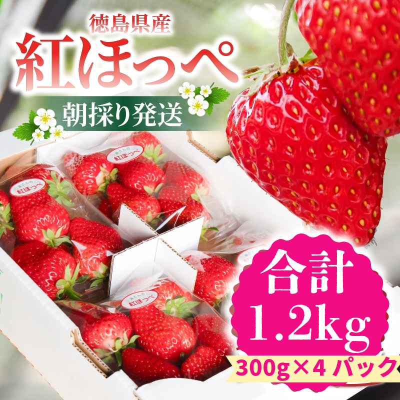 【先行予約】 【2025年1月より順次発送】いちご 紅ほっぺ 約1.2kg ( 約300g × 4パック ) 冷蔵 朝採れ 苺 春 旬 四国 徳島 小松島 期間限定 産地直送 フレッシュ イチゴ フルーツ 果物 国産 ふるさと人気 限定出荷 いちご 苺 イチゴ ブランド 大粒 苺 旬 産地 直送 フレッシュ イチゴ フルーツ 果物 国産 ベリー 人気苺 ふるさと納税苺 ふるさと苺