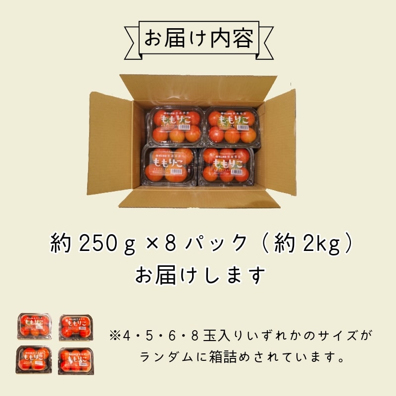 【先行予約】2025年4月発送 ももりこトマト 約2kg(約250g×8パック)　フルーツ トマト 糖度8以上 徳島 甘い 野菜 人気 おすすめ  産地 直送 ふるさと納税 野菜 ヘルシー 健康 小分け パック 