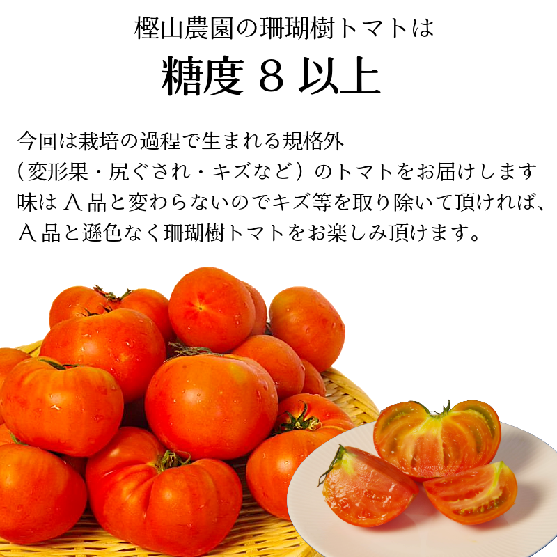【2026年先行予約】 訳あり 珊瑚樹トマト約1.5kg 2026年5月発送 甘い トマト フルーツトマト 野菜 やさい 国産 産地直送 旬 新鮮 ソース 調味料 ケチャップ サラダ 美容 健康 お取り寄せ グルメ 贈答 ギフト プレゼント 人気 おすすめ ふるさと納税 冷蔵 