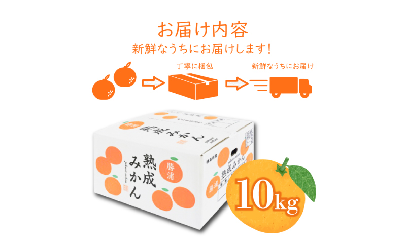 熟成 みかん 10kg 秀品 M~L 【先行予約】2025年2月発送  国産 徳島県 勝浦産 貯蔵 果物 フルーツ 柑橘 みかん 蜜柑 温州 人気 産地直送 数量限定 【北海道・東北・沖縄・離島配送不可】