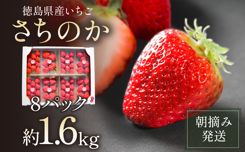 【先行予約】 【2025年1月より順次発送】 いちご 朝摘み 冷蔵 計1.6kg 200g (8パック) 苺 さちのか イチゴ 四国 徳島 小松島 産地直送 期間限定 フレッシュ イチゴ フルーツ 果物 国産 ふるさと人気 限定出荷 いちご 苺 イチゴ ブランド 大粒 苺 旬 産地 直送 フレッシュ イチゴ フルーツ 果物 国産 ベリー 人気苺 ふるさと納税苺 ふるさと苺 おいしい 【送料無料】