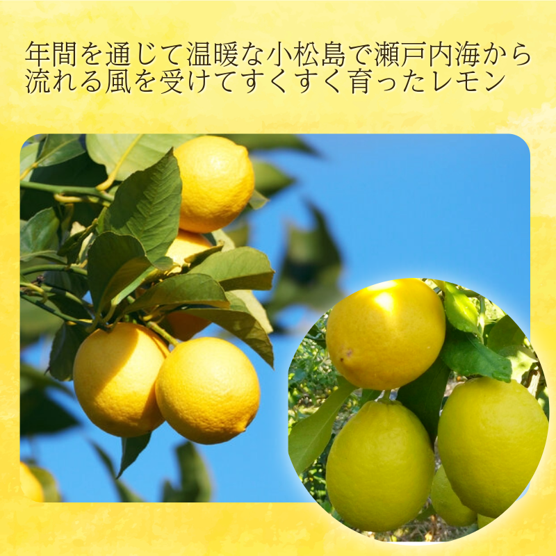 ã2026幎12æçºéãã¬ã¢ã³ 2kg ç§å åœç£ ã¬ã¢ã³ 檞檬 ããã ã¯ãã¯ã¹äžäœ¿çš é²è
å€äžäœ¿çš ææ© ææ± ãã«ãŒã æå® 埳島 å°æŸå³¶åž