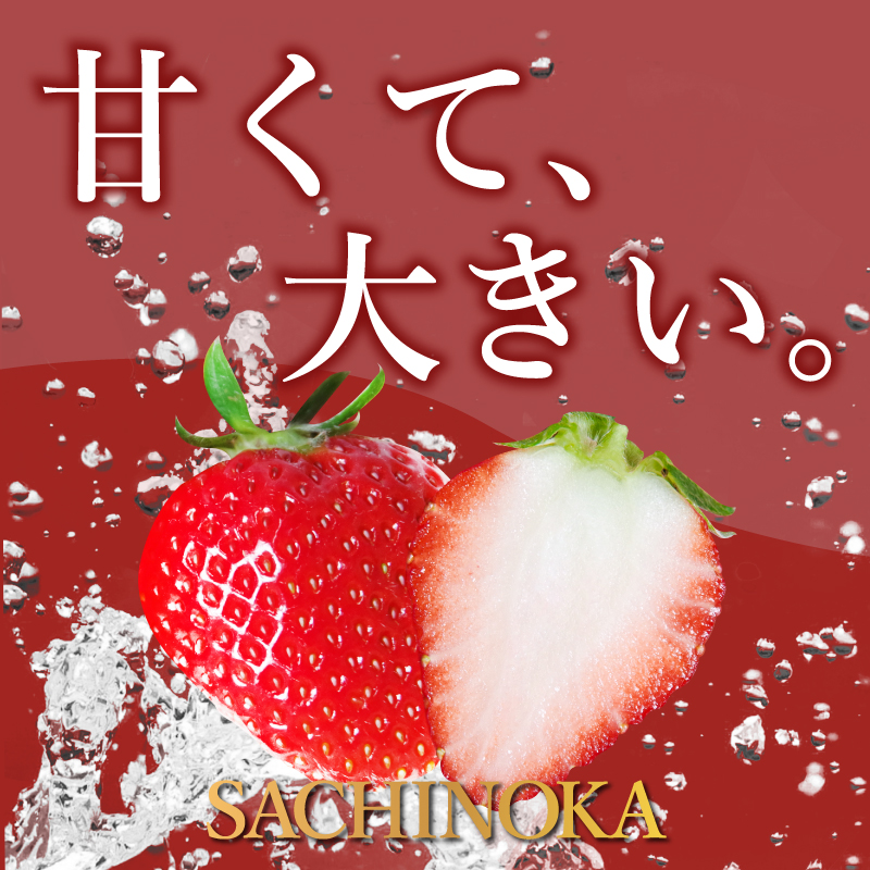 いちご さちのか 約1kg 約200g × 5パック 苺 イチゴ ストロベリー フルーツ 果物 洋菓子 和菓子 スイーツ お菓子 おやつ アイス ケーキ パフェ タルト ゼリー 限定出荷 イチゴ ブランド 大粒 フレッシュ  ベリー 甘い おいしい 朝摘み  送料無料 徳島 小松島 【2026年1月より順次発送】