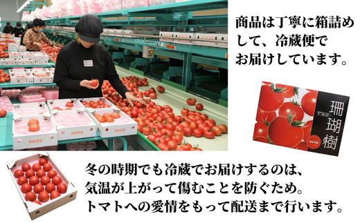 先行予約 定期便 3回 トマト 1kg 珊瑚樹 Sサイズ 糖度 10 甘い トマト フルーツトマト 野菜 やさい 国産 産地直送 旬 新鮮 ソース 調味料 ケチャップ サラダ 美容 健康 お取り寄せ グルメ 贈答 ギフト プレゼント 人気 おすすめ ふるさと納税 冷蔵 送料無料 徳島県 小松島市 有限会社樫山農園 発送：2027年3月上旬～