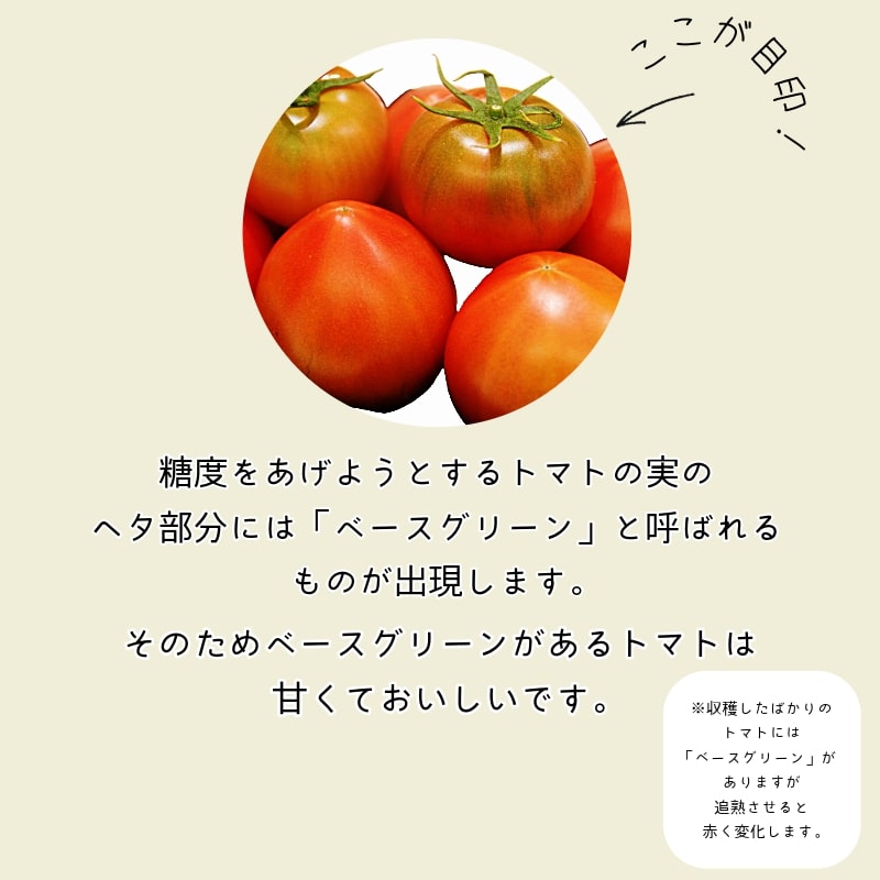 【先行予約】2025年3月発送 ももりこトマト 約2kg(約250g×8パック)　フルーツ トマト 糖度8以上 徳島 甘い 野菜 人気 おすすめ  産地 直送 ふるさと納税 野菜 ヘルシー 健康 小分け パック 