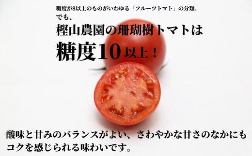 先行予約 定期便 3回 トマト 1kg 珊瑚樹 Sサイズ 糖度 10 甘い トマト フルーツトマト 野菜 やさい 国産 産地直送 旬 新鮮 ソース 調味料 ケチャップ サラダ 美容 健康 お取り寄せ グルメ 贈答 ギフト プレゼント 人気 おすすめ ふるさと納税 冷蔵 送料無料 徳島県 小松島市 有限会社樫山農園 発送：2027年3月上旬～