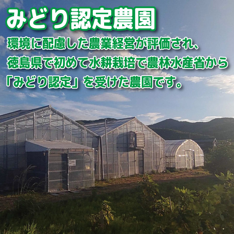 【2026年4月発送】 ミニトマト 2kg 花鳥風月 先行予約 水耕栽培 爽やか 甘い 野菜 やさい 国産 産地直送 数量限定 旬 フレッシュトマト 生野菜 新鮮 ソース 調味料 ケチャップ サラダ 美容 新鮮 健康 お取り寄せ グルメ おすすめ 人気 1万円以下 10000円以下 徳島県 小松島市