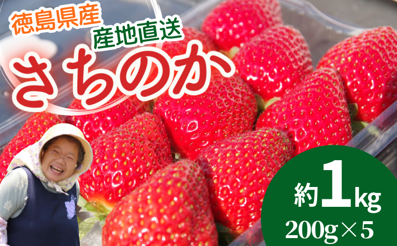 【2週間発送】 いちご さちのか 約200g × 5パック 約1kg 苺 イチゴ ストロベリー フルーツ 果物 洋菓子 和菓子 スイーツ お菓子 おやつ アイス ケーキ パフェ タルト ゼリー 限定出荷 イチゴ ブランド 大粒 フレッシュ  ベリー 甘い おいしい 朝摘み  送料無料 徳島 小松島 【出荷開始】