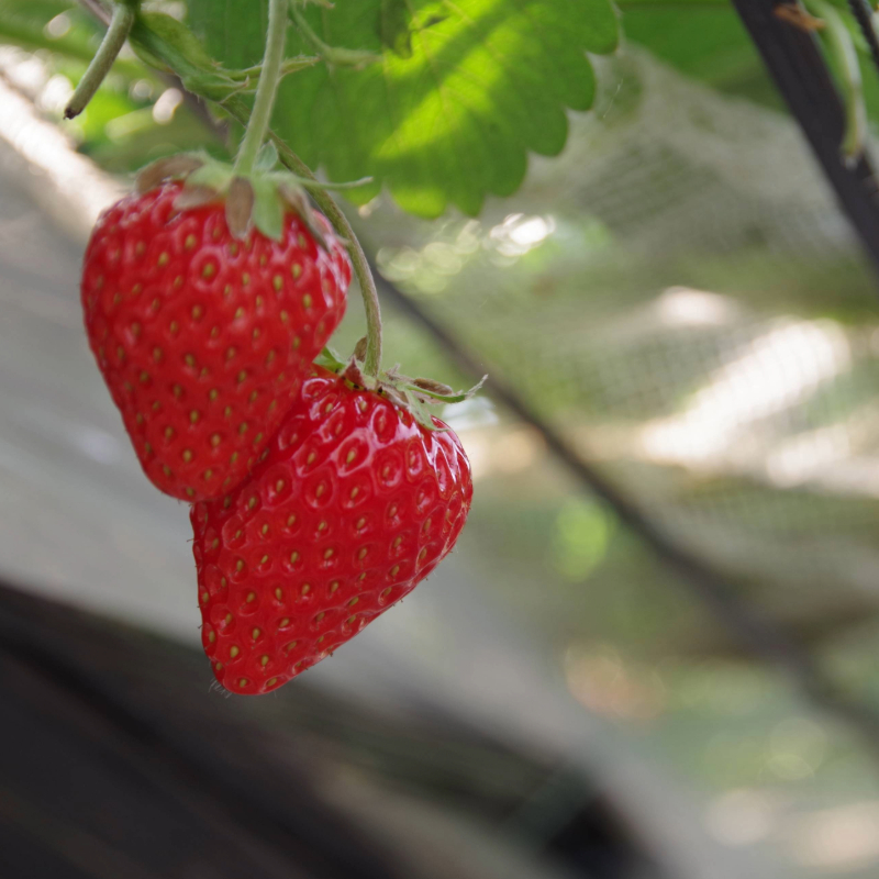 ãã¡ã çŽ
ã»ã£ãº çŽ600g ( çŽ300g à 2ãã㯠) å·èµ ææ¡ã èº æ¥ æ¬ ååœ åŸ³å³¶ å°æŸå³¶ æééå® ç£å°çŽé ãã¬ãã·ã¥ ã€ã㎠ãã«ãŒã æç© åœç£ ãµãããšäººæ° éå®åºè· ãã¡ã èº ã€ã㎠ãã©ã³ã å€§ç² èº æ¬ ç£å° çŽé ãã¬ãã·ã¥ ã€ã㎠ãã«ãŒã æç© åœç£ ããªãŒ 人æ°èº ãµãããšçŽçšèº ãµãããšèº