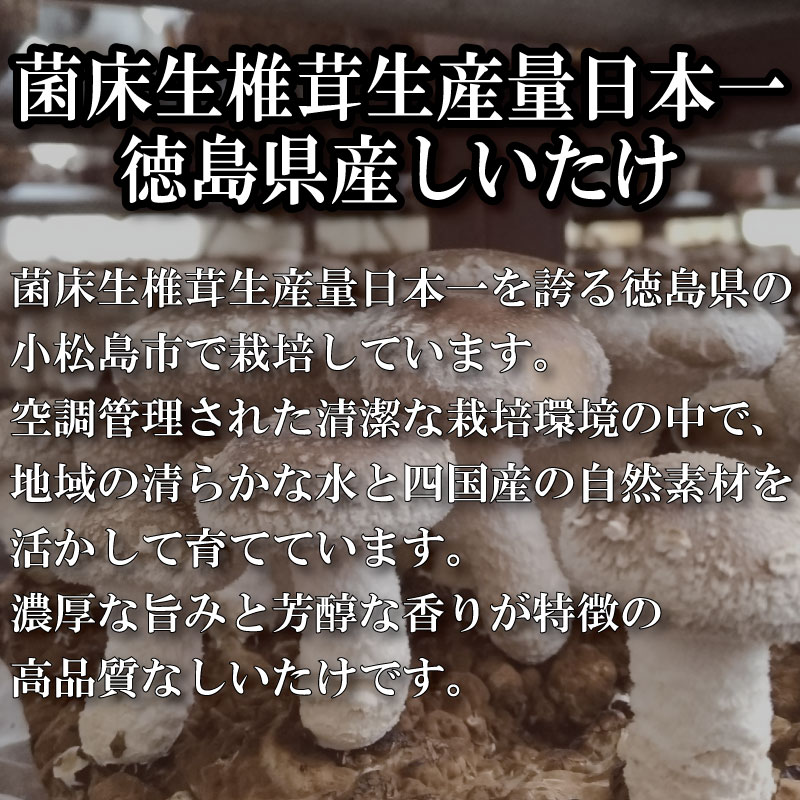 訳あり しいたけ 生 1.5kg 300g×5袋 徳島県産 国産 きのこ 茸 菌床椎茸 菌床栽培 菌糸 椎茸 生しいたけ 野菜 産地直送 ビタミンD 食物繊維 グアニル酸 低カロリー 健康 ダイエット 美容 出汁 鍋 煮物 味噌汁 うどん 徳島 小松島