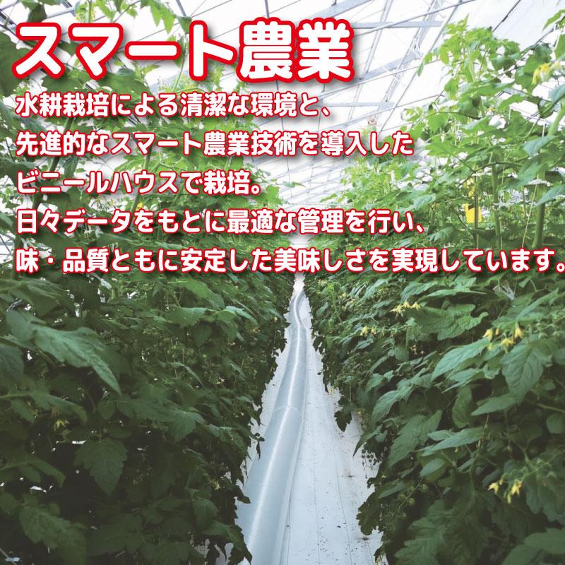 【2026年4月発送】 ミニトマト 2kg 花鳥風月 先行予約 水耕栽培 爽やか 甘い 野菜 やさい 国産 産地直送 数量限定 旬 フレッシュトマト 生野菜 新鮮 ソース 調味料 ケチャップ サラダ 美容 新鮮 健康 お取り寄せ グルメ おすすめ 人気 1万円以下 10000円以下 徳島県 小松島市