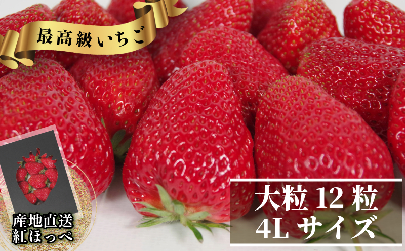 いちご 紅ほっぺ  贈答用 大粒 12粒入り 約600g (1粒 約50g × 12粒 ) 冷蔵 【先行予約】 【2025年1月より順次発送】 朝採れ 苺 春 旬 四国 徳島 小松島 期間限定 産地直送 フレッシュ イチゴ フルーツ 果物 国産 ふるさと人気 限定出荷 いちご 苺 イチゴ ブランド 大粒 苺 旬 産地 直送 フレッシュ イチゴ フルーツ 果物 国産 ベリー  人気苺 ふるさと納税苺