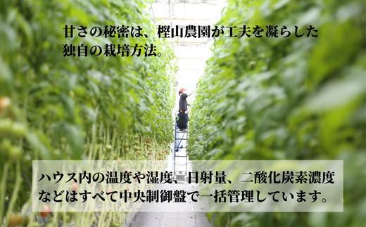 先行予約 定期便 3回 トマト 1kg 珊瑚樹 Sサイズ 糖度 10 甘い トマト フルーツトマト 野菜 やさい 国産 産地直送 旬 新鮮 ソース 調味料 ケチャップ サラダ 美容 健康 お取り寄せ グルメ 贈答 ギフト プレゼント 人気 おすすめ ふるさと納税 冷蔵 送料無料 徳島県 小松島市 有限会社樫山農園 発送：2027年3月上旬～