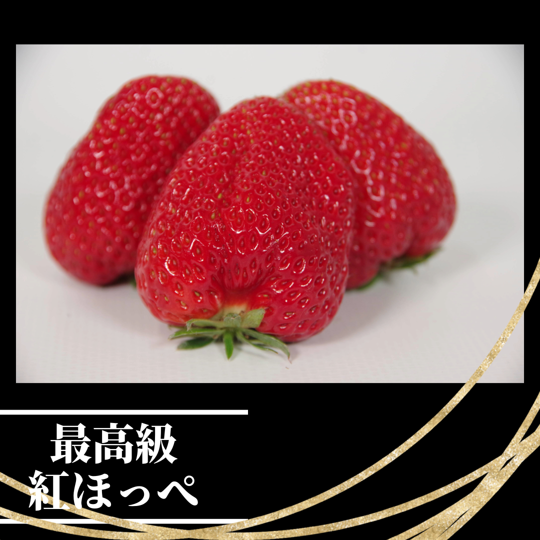 いちご 紅ほっぺ  贈答用 大粒 12粒入り 約600g (1粒 約50g × 12粒 ) 冷蔵 【先行予約】 【2025年1月より順次発送】 朝採れ 苺 春 旬 四国 徳島 小松島 期間限定 産地直送 フレッシュ イチゴ フルーツ 果物 国産 ふるさと人気 限定出荷 いちご 苺 イチゴ ブランド 大粒 苺 旬 産地 直送 フレッシュ イチゴ フルーツ 果物 国産 ベリー  人気苺 ふるさと納税苺