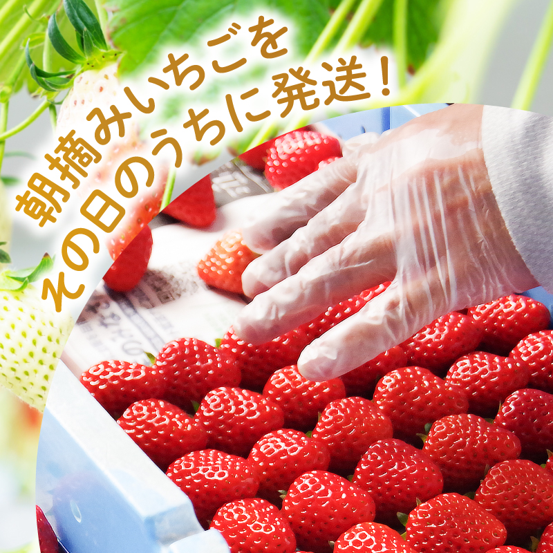 【先行予約】 【2025年1月より順次発送】いちご 紅ほっぺ 約1.2kg ( 約300g × 4パック ) 冷蔵 朝採れ 苺 春 旬 四国 徳島 小松島 期間限定 産地直送 フレッシュ イチゴ フルーツ 果物 国産 ふるさと人気 限定出荷 いちご 苺 イチゴ ブランド 大粒 苺 旬 産地 直送 フレッシュ イチゴ フルーツ 果物 国産 ベリー 人気苺 ふるさと納税苺 ふるさと苺