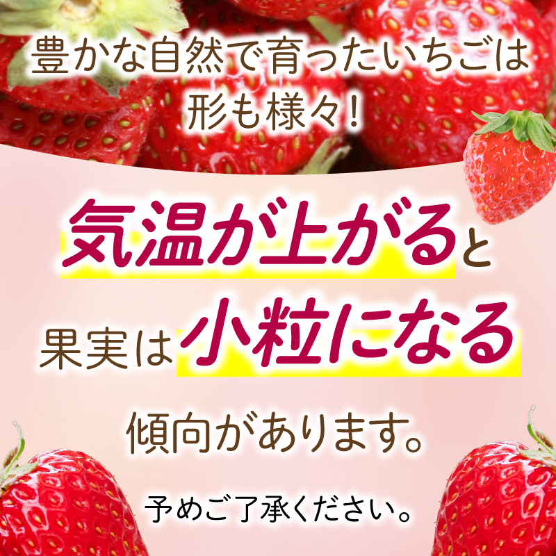 いちご 朝摘み 冷蔵 計1kg 200g (5パック) 苺 さちのか 【先行予約】 【2025年1月より順次発送】 イチゴ 四国 徳島 小松島 産地直送 期間限定 フレッシュ イチゴ フルーツ 果物 国産 ふるさと人気 限定出荷 いちご 苺 イチゴ ブランド 大粒 苺 旬 産地 直送 フレッシュ イチゴ フルーツ 果物 国産 ベリー 人気苺 ふるさと納税苺 ふるさと苺 おいしい 【送料無料】